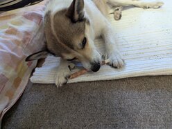 Thumbnail: tuggpinne.2025-10-19.25k050.131818233.jpg