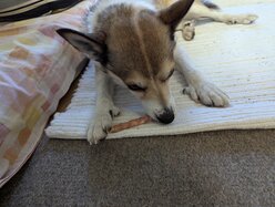 Thumbnail: tuggpinne.2025-10-19.25k050.131819801.jpg