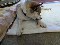 Thumbnail: tuggpinne.2025-10-19.25k050.131822732.jpg