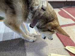 Thumbnail: tuggpinne.2025-10-19.25k050.131829155.jpg