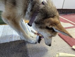 Thumbnail: tuggpinne.2025-10-19.25k050.131835516.jpg