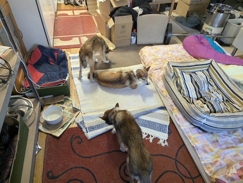 Image: tuggpinne.2025-10-19.25k050.131351944.jpg