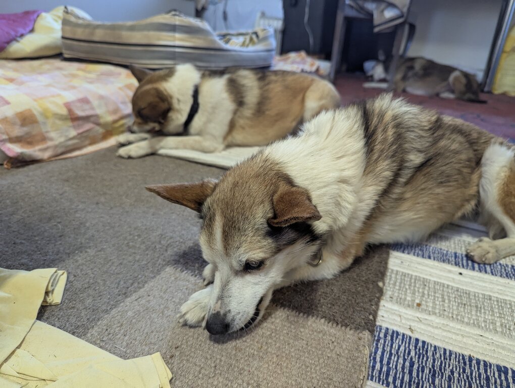 Image: tuggpinne.2025-10-19.25k050.131536645.jpg