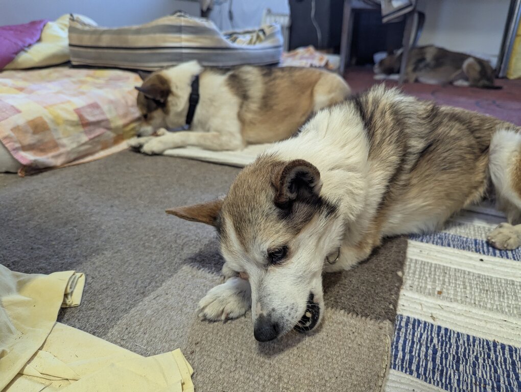 Image: tuggpinne.2025-10-19.25k050.131542045.jpg