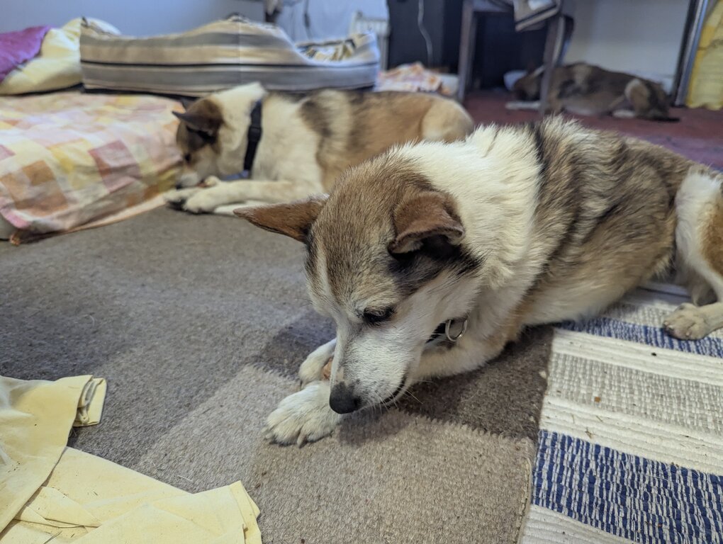 Image: tuggpinne.2025-10-19.25k050.131543026.jpg