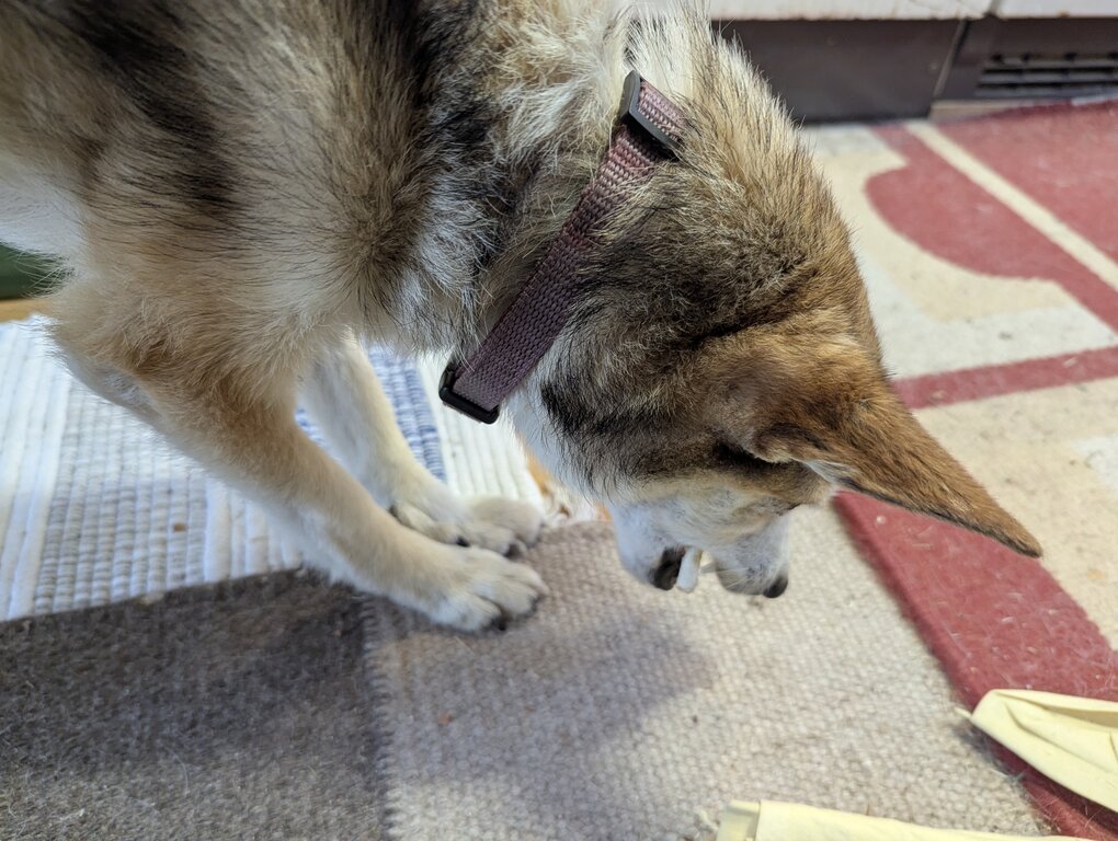 Image: tuggpinne.2025-10-19.25k050.131829155.jpg