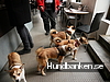 Himmelska Hundar