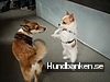 Himmelska Hundar