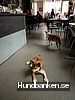 Himmelska Hundar