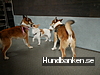 Himmelska Hundar