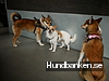 Himmelska Hundar