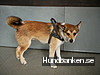 Himmelska Hundar