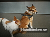 Himmelska Hundar