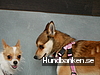 Himmelska Hundar