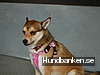 Himmelska Hundar
